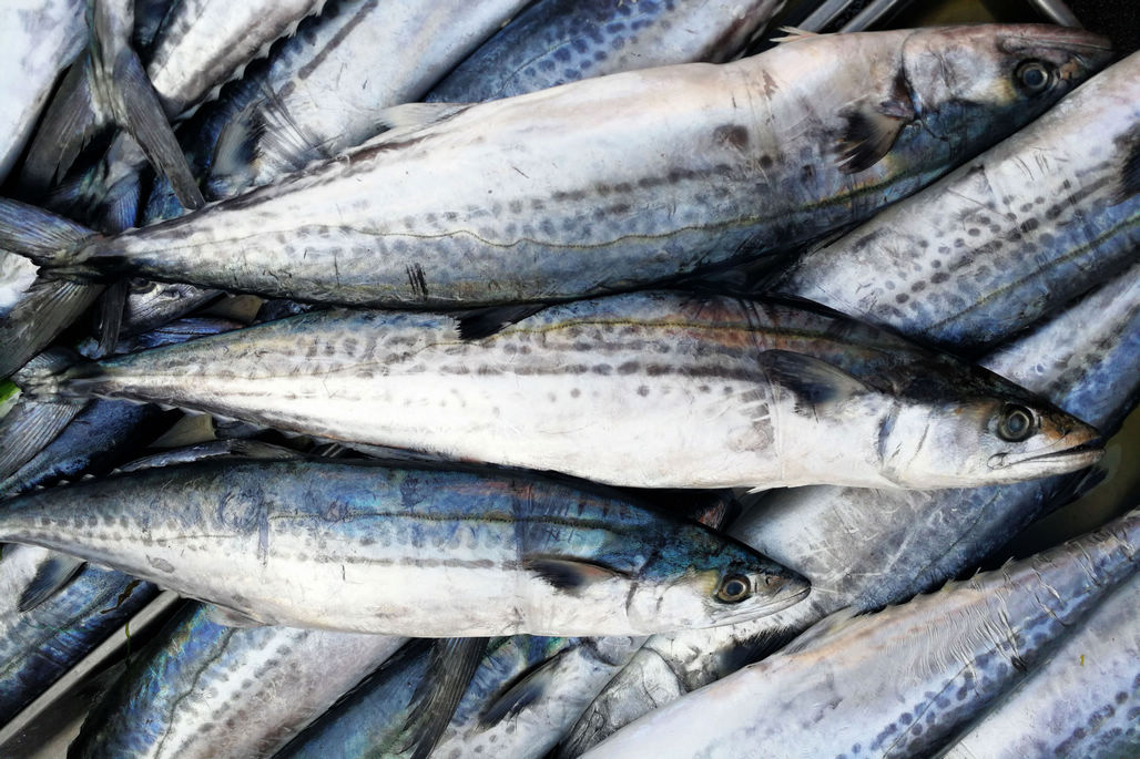 青岛菜市场鲜鲅鱼不缺少本地鲜逛鱼都要35元一斤