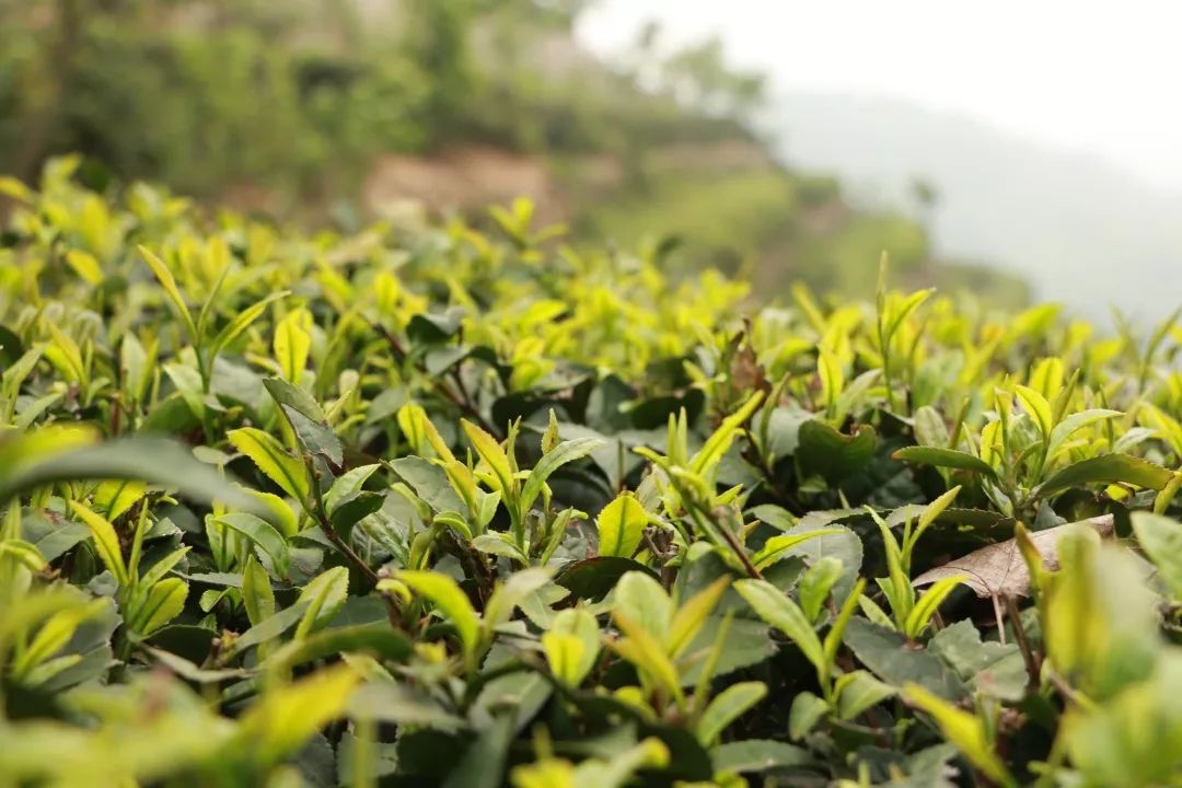 喝一杯新县的谷雨茶,和春天说再见!