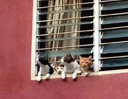 網友無意中發現，對面窗台有兩只貓在盯著自己，仔細一看原來… 未分類 第4張