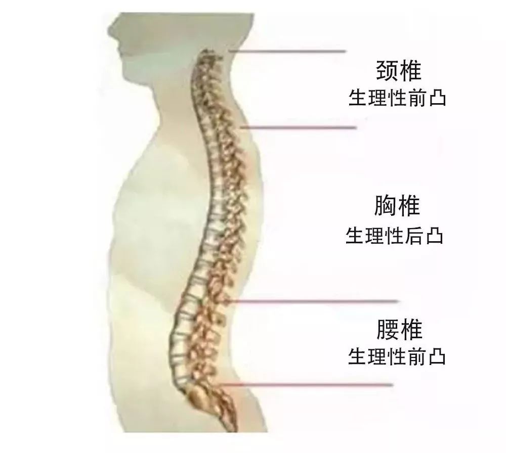 正常脊柱有 3个生理性弯曲,太软的床 缺乏足够的支撑, 无法维持脊柱