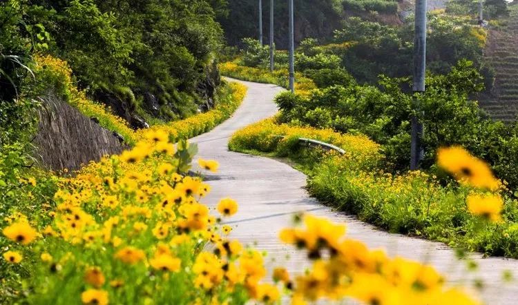 民乐县积极打造丝路花海田园综合体