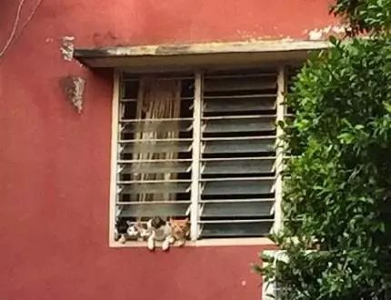 網友無意中發現，對面窗台有兩只貓在盯著自己，仔細一看原來… 未分類 第3張