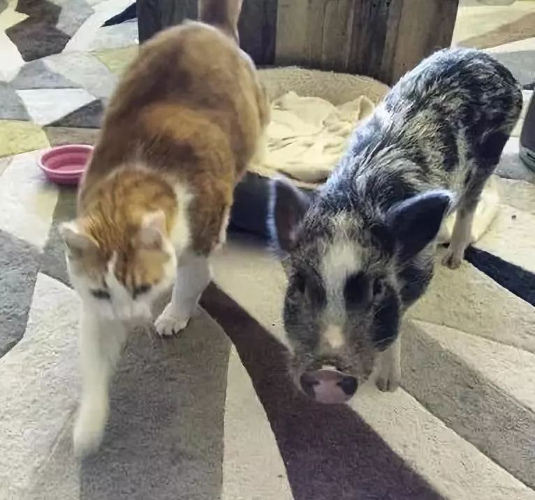 家裡養橘豬是什麼體驗？哦，是說一只貓和一只豬那種「橘豬」 未分類 第15張