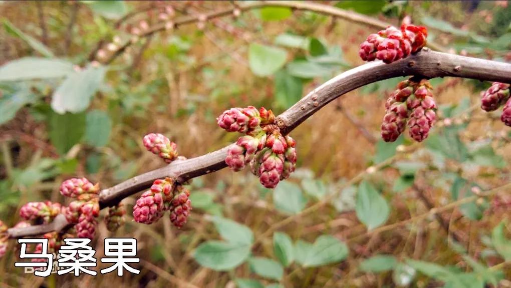 马桑果中毒,可用小苏打(碳酸氢钠)约10克溶于500克温开水灌胃.