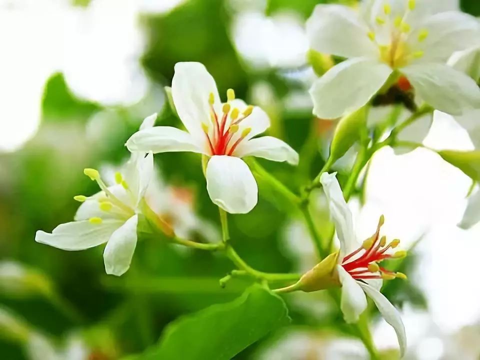 一夕听风听雨后家家门巷扫桐花