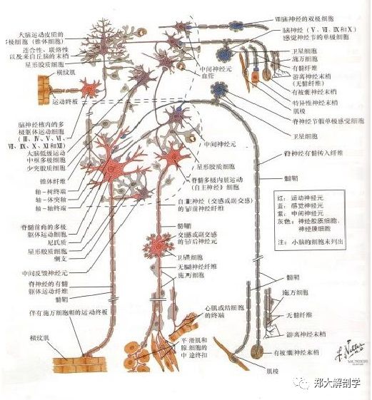 神经元类型