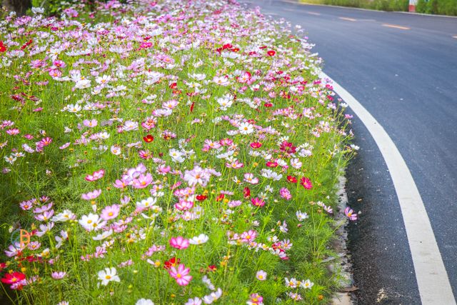 一半花海一半沥青|汕头这条"网红格桑花公路"等你来打卡!