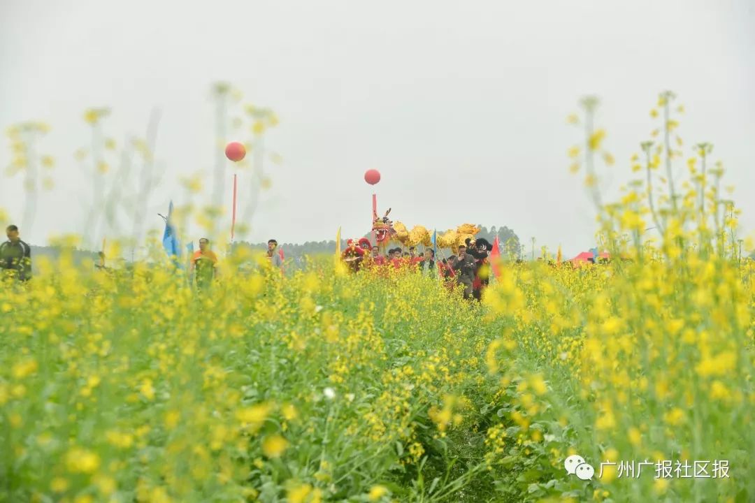 花都赤坭镇这场春耕盛宴吸粉上千人