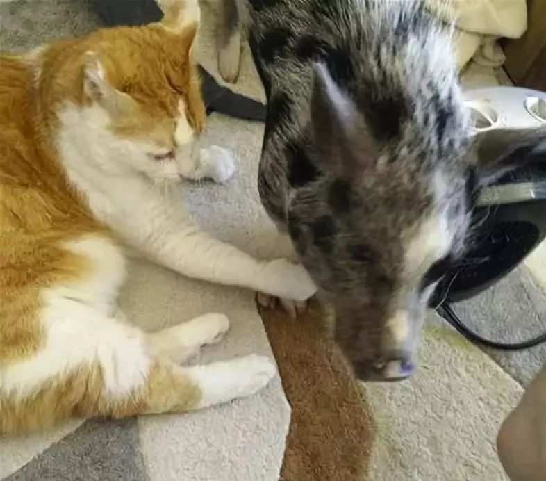 家裡養橘豬是什麼體驗？哦，是說一只貓和一只豬那種「橘豬」 未分類 第21張