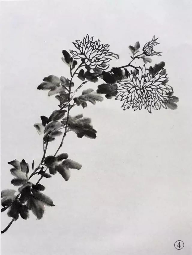 最全的 菊花 画法(附线描画谱)