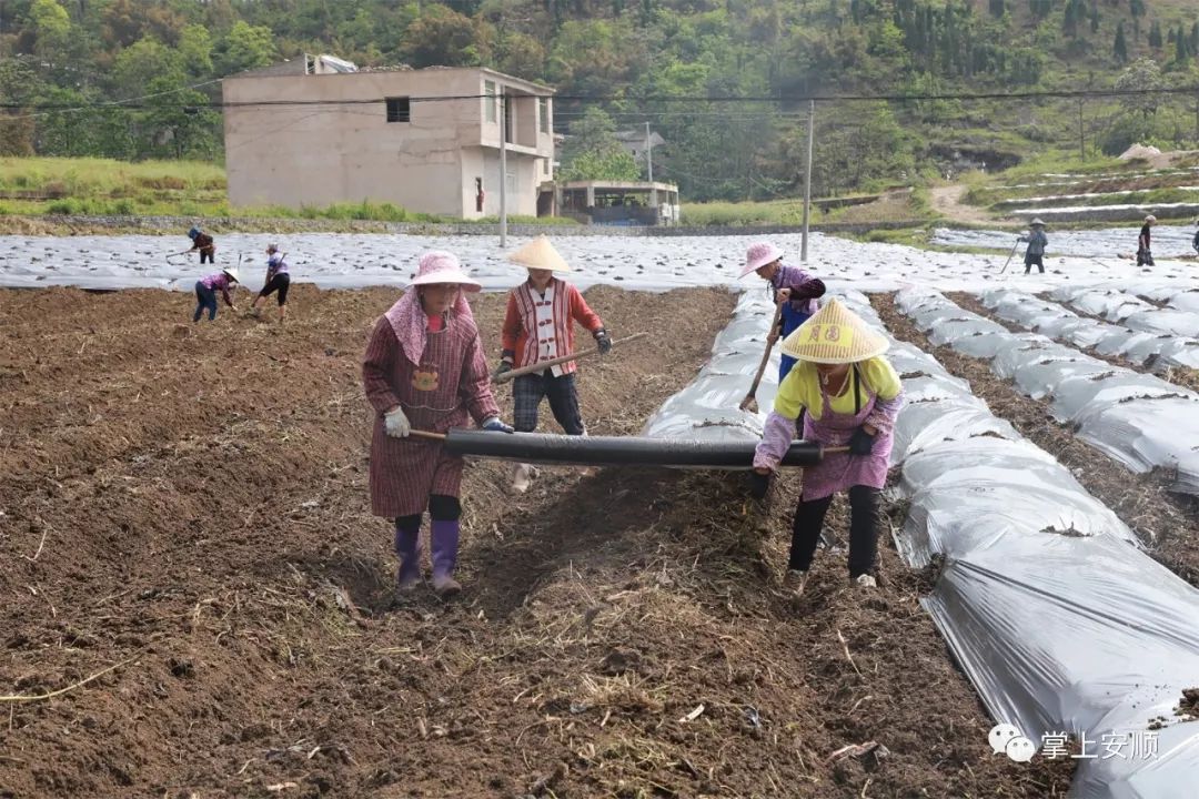 4月16日一早,阳光正好,在镇宁自治县扁担山镇扁担村蔬菜种植基地,放眼