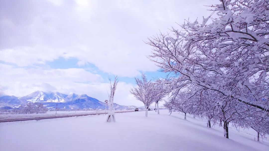 4月樱花盛放时节日本多地遭遇大雪网友分享的雪樱美哭了