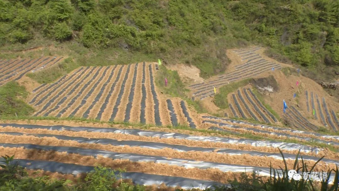 花垣县人口_花垣县2020年人口,经济,教育等数据来了(3)