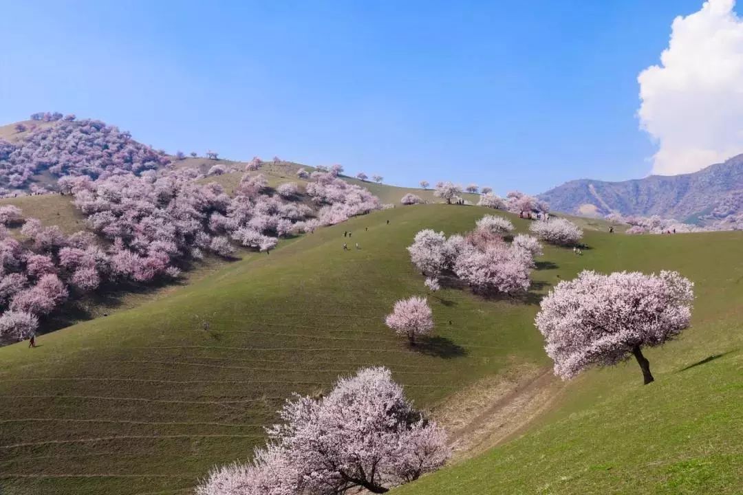 锦绣中华伊犁杏花沟绚丽登场谁把春天打翻在这里