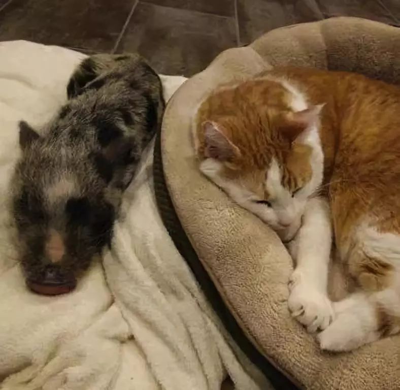 家裡養橘豬是什麼體驗？哦，是說一只貓和一只豬那種「橘豬」 未分類 第6張