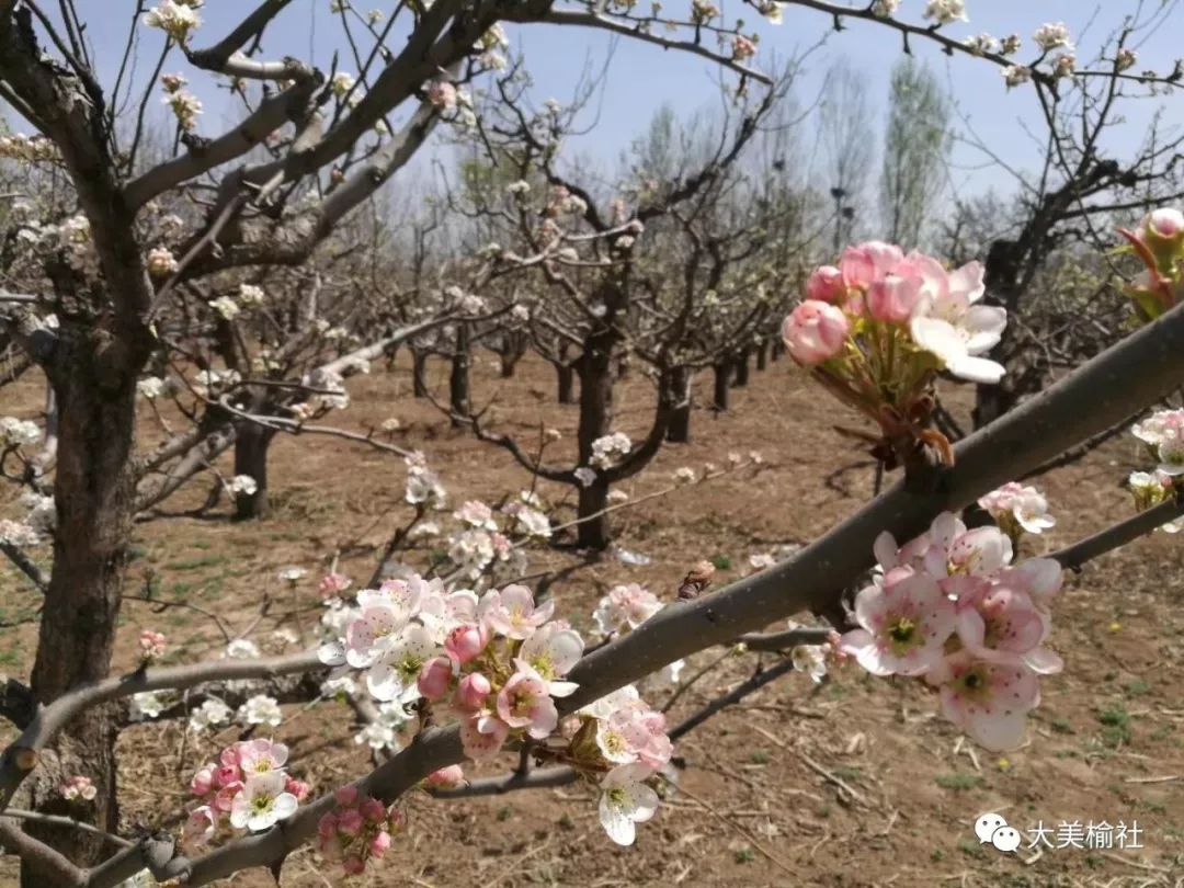 榆社河峪:梨花岛邀你踏春赏花