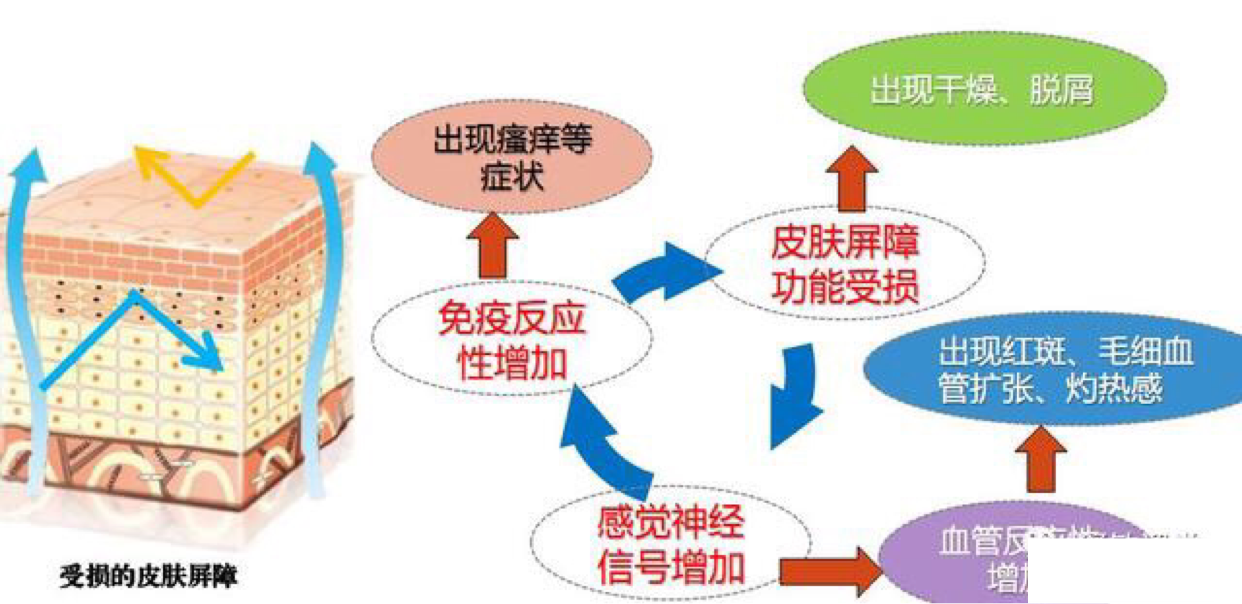 ②狭义的皮肤屏障通常指表皮,尤其是角质层的物理性或机械性屏障结构