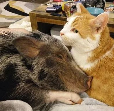 家裡養橘豬是什麼體驗？哦，是說一只貓和一只豬那種「橘豬」 未分類 第3張