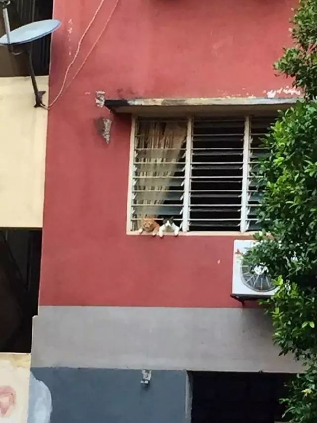 網友無意中發現，對面窗台有兩只貓在盯著自己，仔細一看原來… 未分類 第2張
