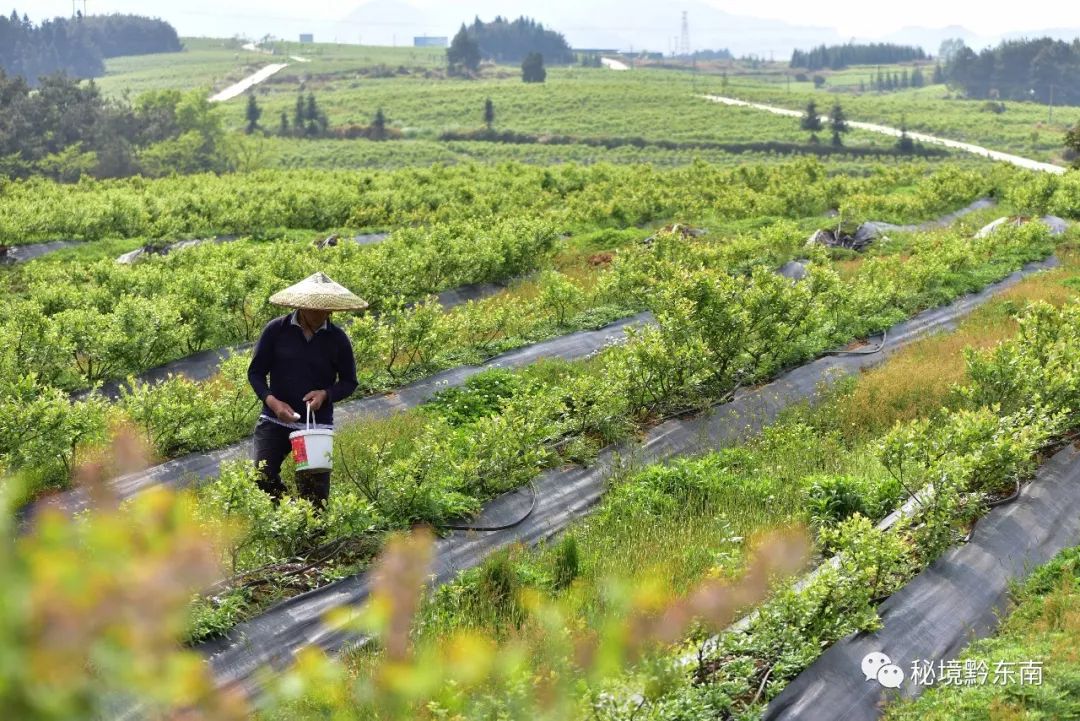 聚焦贵州丹寨蓝莓种植助增收田间地头劳作忙