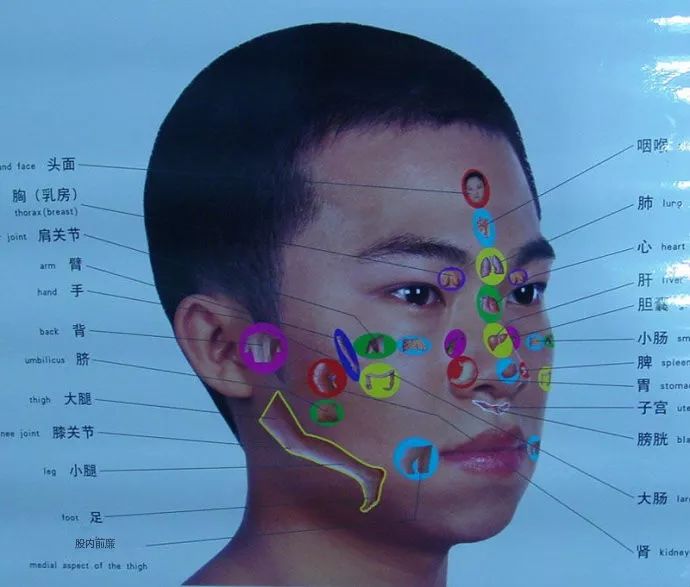 针灸按摩全息图之精髓