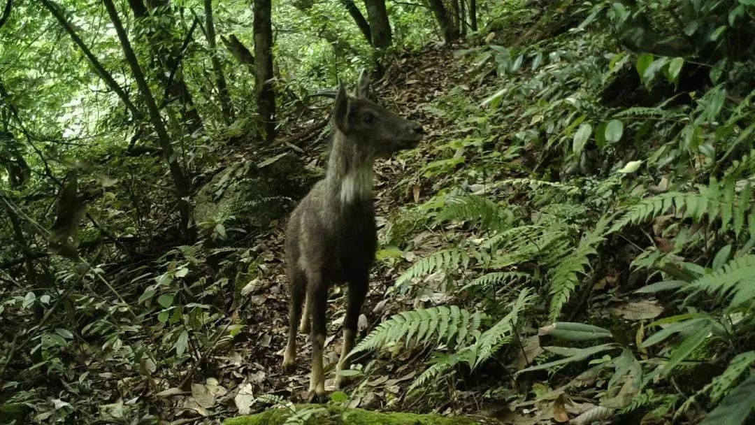 此次拍摄到的影像资料为研究九顶山自然保护区内野生动植物数量,分布