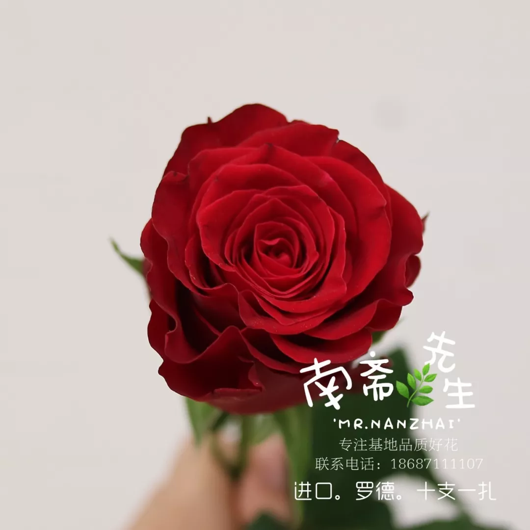 手拿玫瑰花的情侣图片素材-编号24542304-图行天下