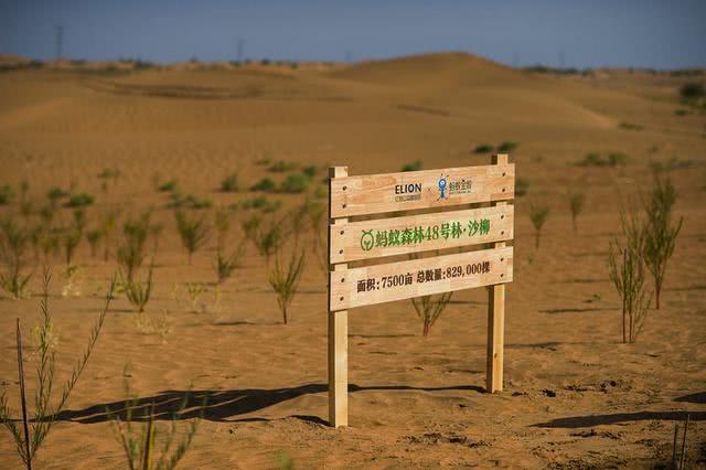 马云斥巨资在沙漠里种树，三年过去后成啥样了？说出来你都不敢信