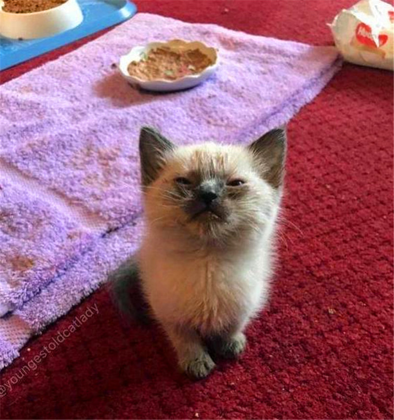 好点的小猫多少钱一只 017beca45ecc4b01a34707da2066d190.jpeg