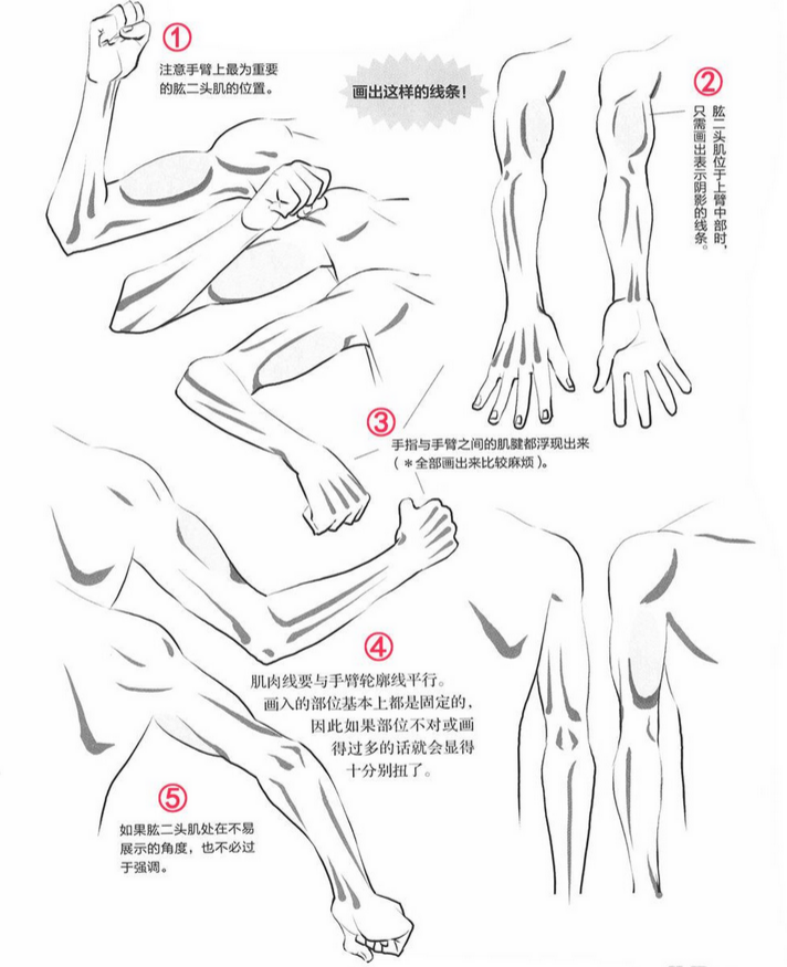 绘画入门从肩膀到手臂的画法