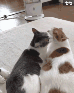 日本一猫主子带大两只流浪猫后，三小只的爱情狗血剧爆红INS