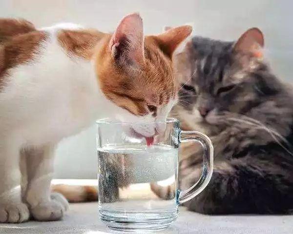 猫咪饮水并非越干净就越好，三种水源将令爱猫患病！