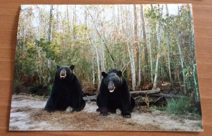 加州屋主与熊室友和平共处一月，当森林家园闯入不速之客