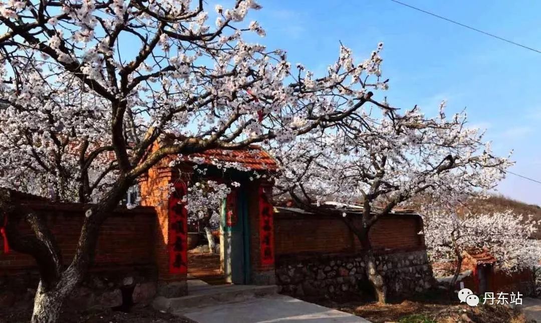 【大孤山杏梅花旅游节4月19日～21日举行 景区三天免费 高铁攻略送上