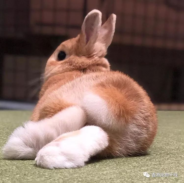 该让兔兔的脚踩在哪里?_兔子