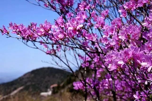 杜鹃什么什么的成语_百里杜鹃什么时候开花(2)