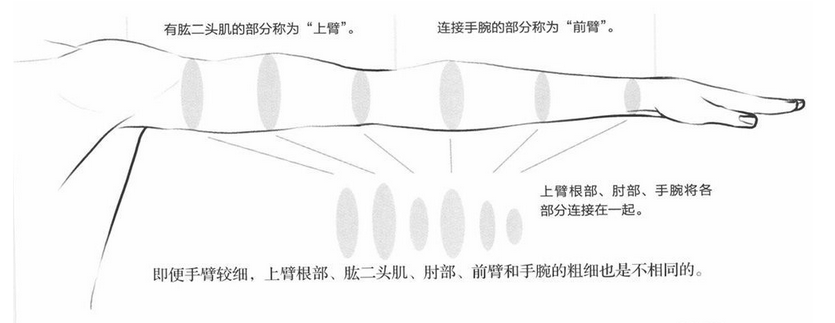 绘画入门从肩膀到手臂的画法