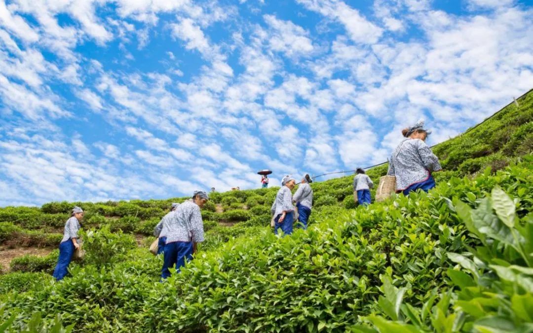 万人品茗全民饮茶日活动将于4月20日在我县这里举行