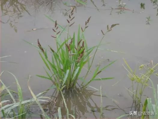 稻田杂草图谱及常用药施用技术_水稻