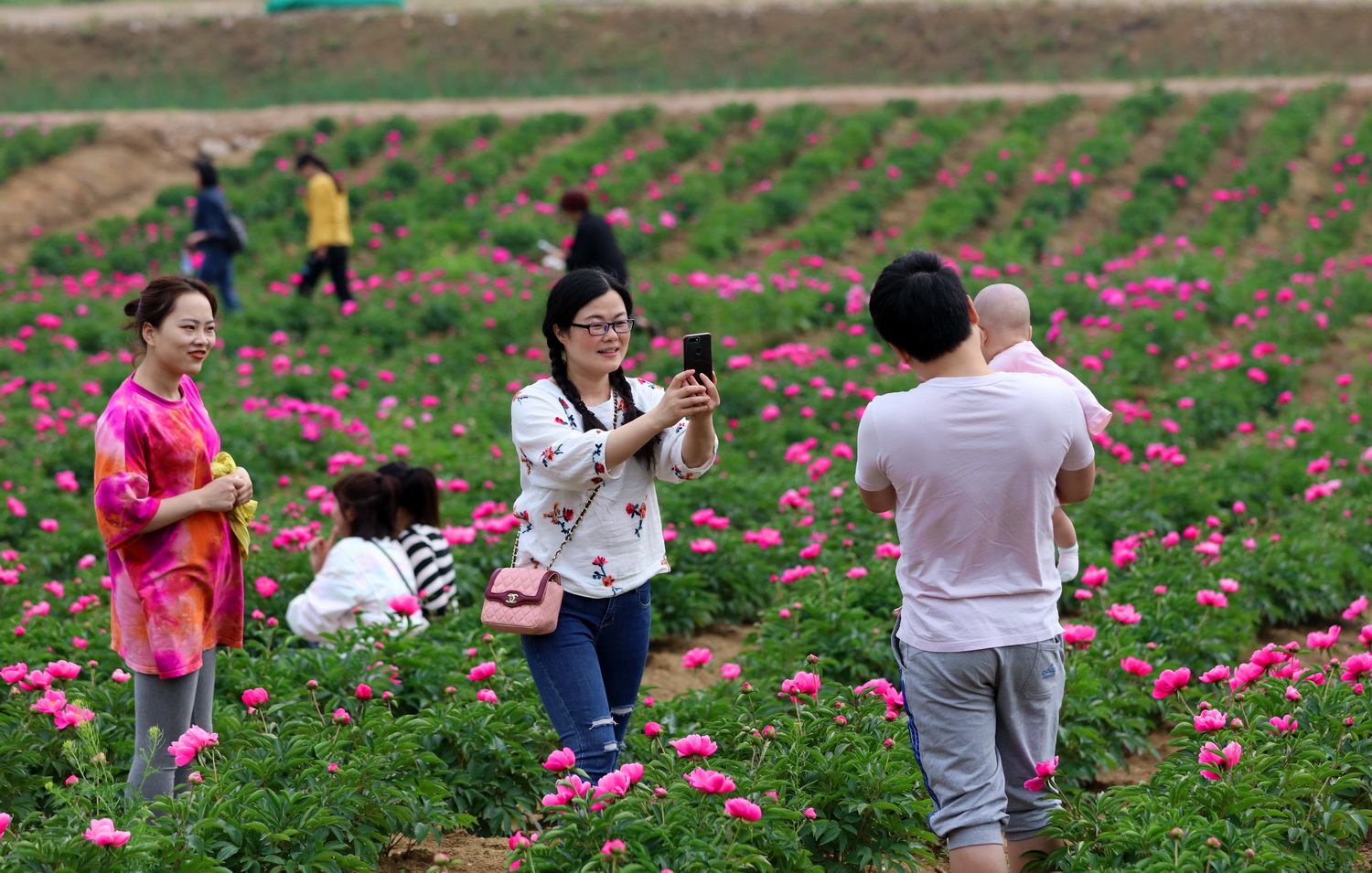 京山花台山:500亩芍药花海,千娇百媚,婀娜多姿