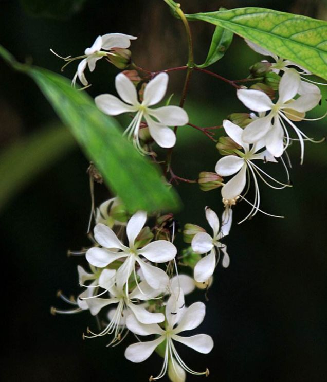 世间有一种无根的花,叫虚荣