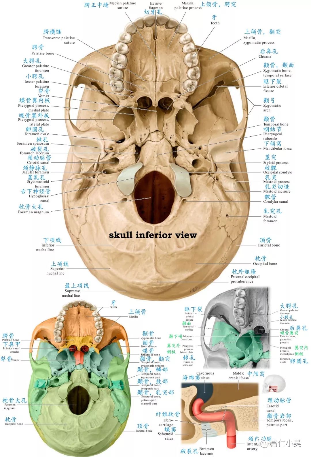 神经解剖学习笔记:脑颅骨