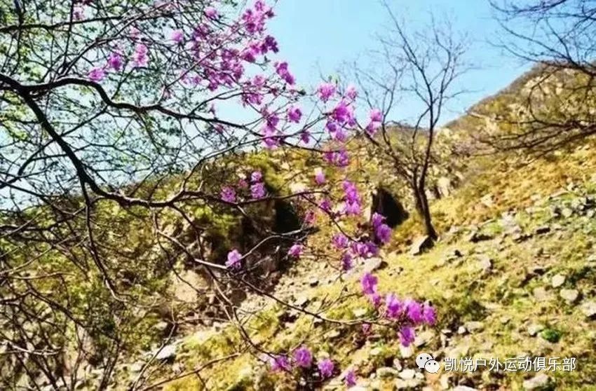 【4月27日摩天岭】登摩天岭,寻杜鹃花野山穿越——离家三里远,别是一