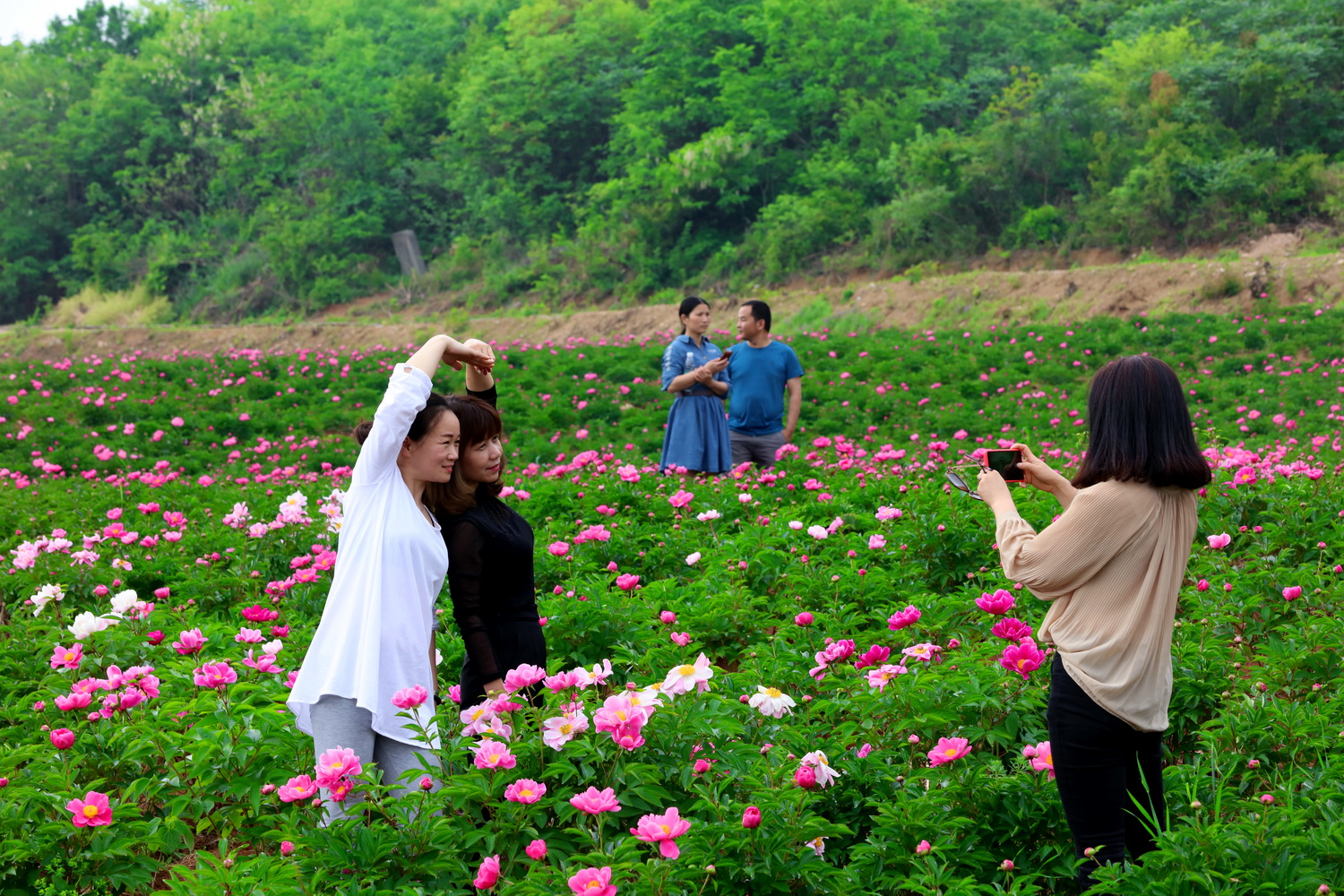 京山花台山:500亩芍药花海,千娇百媚,婀娜多姿