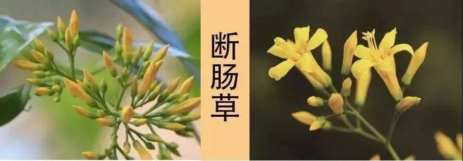 原来 这一切的问题都出在 药材上面 她们喝的并不是金银花水 而是