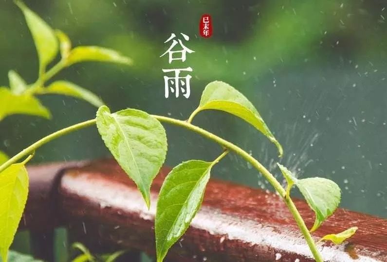 二十四节气丨谷雨时节,与春作别,莫错过这暮春的芳姿!