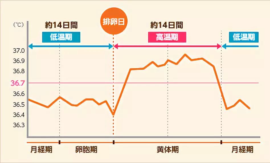 排卵试纸的原理是什么_排卵试纸怎么看是排卵(3)