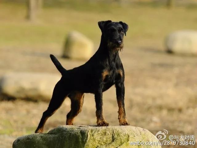 几乎没有什么狩猎活动是它不能完成的,德国猎梗jagdterrier-来自