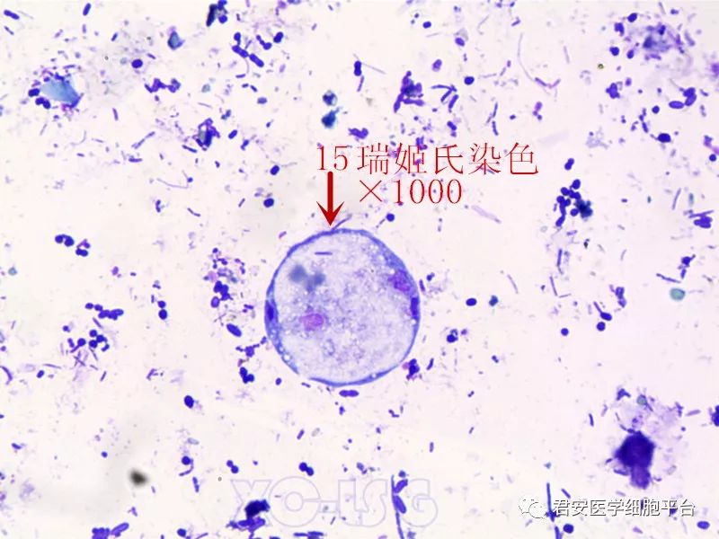 看图识细胞第46期原虫示教篇