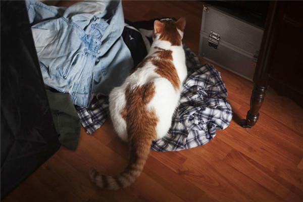  为什么人们会痴迷于养猫？不光是无法抗拒的可爱，更多的还是陪伴 